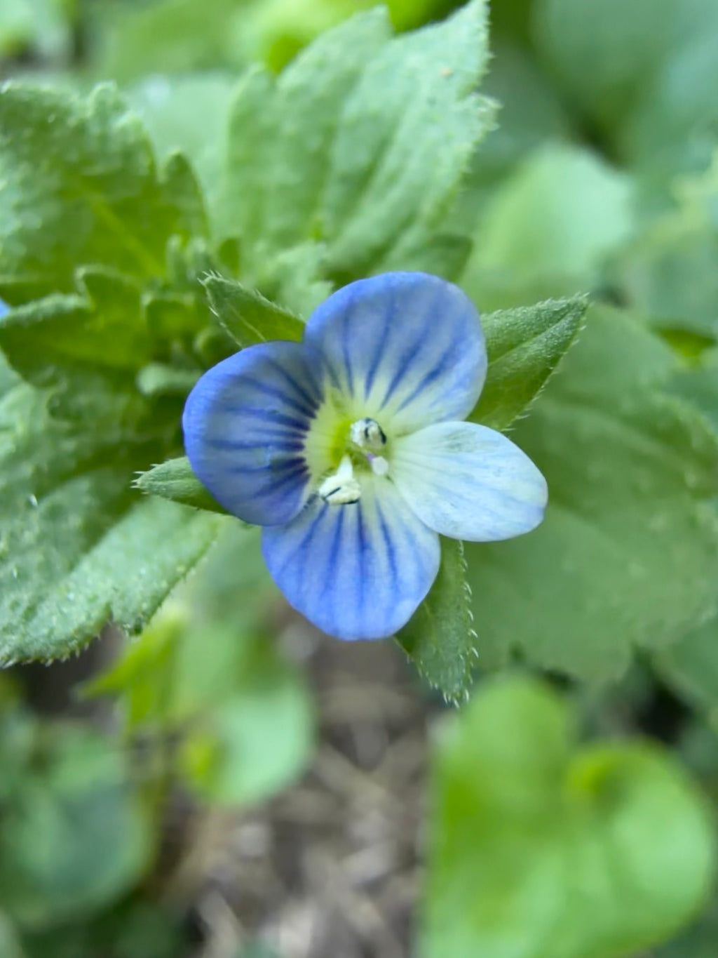 OG Speedwell