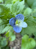 OG Speedwell