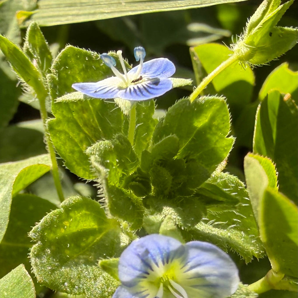 Ant-ony home two flowers blue