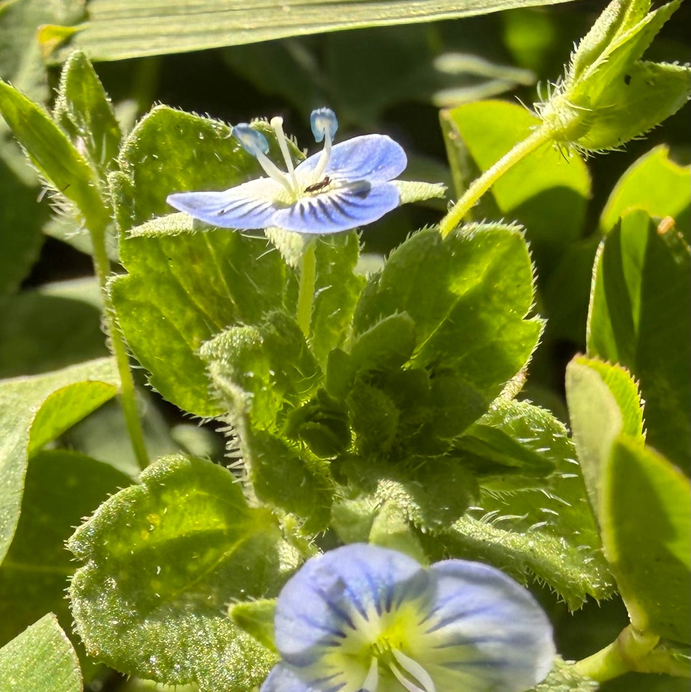 Ant-ony home two flowers blue